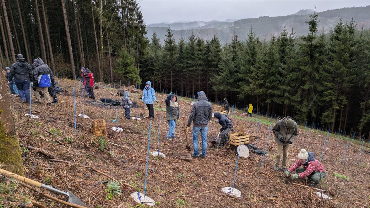 Viele Menschen stehen in einem kahlen Waldstück und pflanzen Bäumen. 